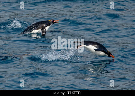 Makkaroni Pinguine Schwimmen, Eudyptes chrysolophus in Cooper's Bay, South Georgia Stockfoto