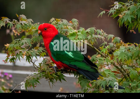 Männliche König Parrot, Alisterus scapularis an Doreen, Victoria, Australien Stockfoto