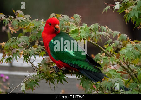 Männliche König Parrot, Alisterus scapularis an Doreen, Victoria, Australien Stockfoto