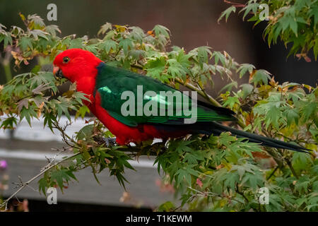 Männliche König Parrot, Alisterus scapularis an Doreen, Victoria, Australien Stockfoto