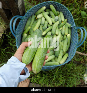 Korb mit Gurke, eine Landwirtschaft Produkt gerade Ernte auf Lange ein, Landwirt Händen halten Gurken nach Erntegut, Korb mit frischem Obst im grünen Feld lassen Stockfoto