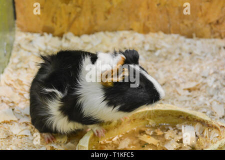 Meerschweinchen in Zoo. Stockfoto