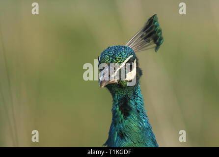Ein Kopf eines schönen männlichen Pfau, Pavo cristatus. Stockfoto