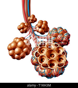 Lungenbläschen oder alveolus Anatomie Diagramm als medizinisches Konzept der Lunge und der Atemwege und der Atmung Anatomie Medizin. Stockfoto