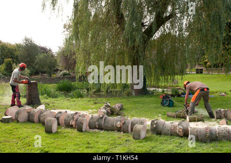 Baum Chirurgen Schneiden eines gefällten Baumes in Logs Stockfoto