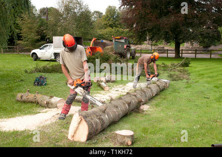Baum Chirurgen Schneiden eines gefällten Baumes in Logs Stockfoto