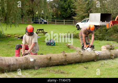 Baum Chirurgen Schneiden eines gefällten Baumes in Logs Stockfoto