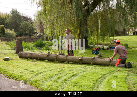 Baum Chirurgen Schneiden eines gefällten Baumes in Logs Stockfoto