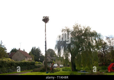 Baum Chirurg Abisolieren, Schneiden, Körperteile ein nadelbaum vor Holzeinschlag Stockfoto