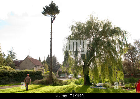 Baum Chirurg Abisolieren, Schneiden, Körperteile ein nadelbaum vor Holzeinschlag Stockfoto