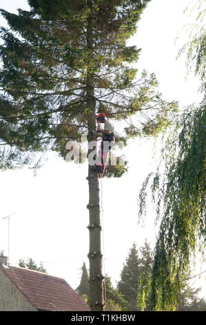 Baum Chirurg Abisolieren, Schneiden, Körperteile ein nadelbaum vor Holzeinschlag Stockfoto