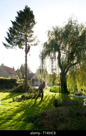 Baum Chirurg Abisolieren, Schneiden, Körperteile ein nadelbaum vor Holzeinschlag Stockfoto