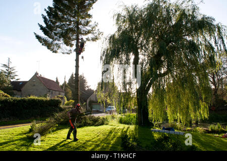 Baum Chirurg Abisolieren, Schneiden, Körperteile ein nadelbaum vor Holzeinschlag Stockfoto