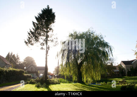 Baum Chirurg Abisolieren, Schneiden, Körperteile ein nadelbaum vor Holzeinschlag Stockfoto