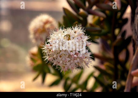 Zarte saftige Blumen vor dem Hintergrund der Baumrinde close-up. Stockfoto