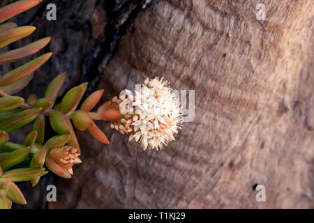 Zarte saftige Blumen vor dem Hintergrund der Baumrinde close-up. Stockfoto