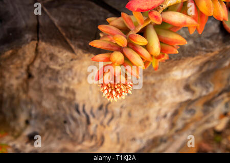 Zarte saftige Blumen vor dem Hintergrund der Baumrinde close-up. Stockfoto