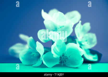 Apple Blüten über verschwommenen Hintergrund. Frühling Blumen kreative Infrarot makro Bild mit Bokeh. Flache Tiefenschärfe Stockfoto