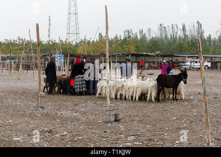 Szene in Kashgar Tiermarkt: Uigurischen Volkes neben Ziegen, Lämmer und einen Esel (Provinz Xinjiang, China) Stockfoto