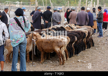 Touristische nimmt ein Foto der Lämmer zum Verkauf an Kashgar Tiermarkt (Provinz Xinjiang, China) Stockfoto