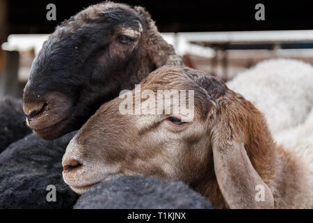 Nahaufnahme von zwei Böcke in Kashgar Tiermarkt (Provinz Xinjiang, China) Stockfoto