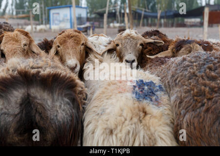 Lämmer zu Kashgar Tiermarkt. Neben Lämmer der Markt verfügt über Yaks, Esel, Ziegen, Kühe und … Touristen (Provinz Xinjiang, China) Stockfoto