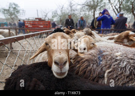 Nahaufnahme von einem Lamm auf einem tiermarkt. Im Hintergrund die Besucher des Tieres Markt gesehen werden kann. Stockfoto