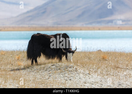 KARAKUL SEE, XINJIANG/CHINA - Oktober 2, 2017: Yak Weiden vor der Karakul See (an der Autobahn von Karakorum dem Erdboden). Stockfoto