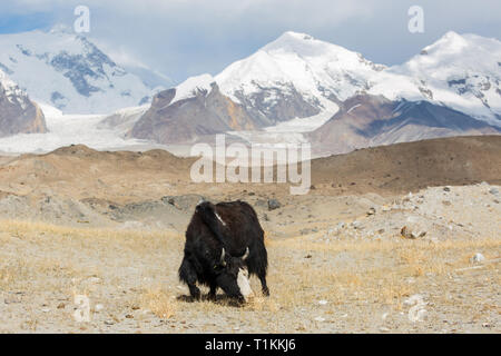 KARAKUL SEE, XINJIANG/CHINA - Oktober 2, 2017: Yak Weiden vor dem Gipfel der mächtigen Pamir (an der Autobahn von Karakorum) Stockfoto