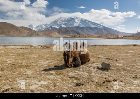 KARAKUL SEE, XINJIANG/CHINA - Oktober 2, 2017: Braun camel sitzen vor muztagata Berg und See Karakul (an der Autobahn von Karakorum dem Erdboden). Stockfoto