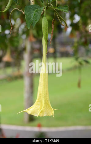 Engelstrompeten Blüten aus der Familie der Solanaceae auch als Angel's trumpet bekannt Stockfoto