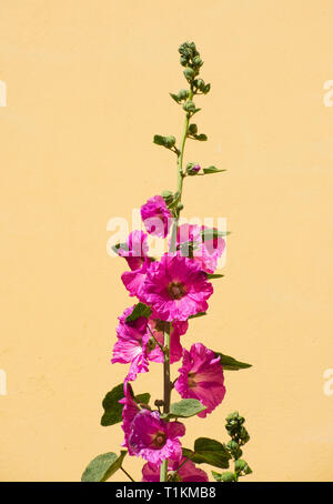 Leuchtend rosa Malve Blume gegen eine gelbe Wand Stockfoto