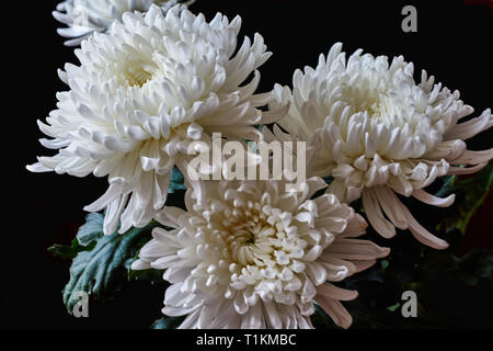 Weiße Chrysanthemen sind kugelförmig mit einem grünen Kern auf einem verschwommenen Hintergrund. Russland, Moskau, Urlaub, Geschenk, Stimmung, Natur, Blume, Low Key Stockfoto