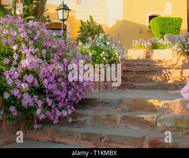Leuchtend rosa Petunien auf Überlaufen zu den Stein weg und Stufen. Stockfoto
