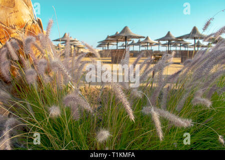 Durch das lange Gras an den Sonnenschirmen und Strand im Hintergrund. Selektives Anzeigen. Stockfoto