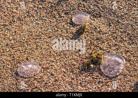 Eine Gruppe von Quallen gewaschen am Strand bei Ebbe. Stockfoto