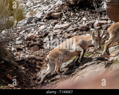 Iberischen wilde Ziege (Capra pyrenaica) Beweidung und Klettern in den Bergen in Salamanca, Spanien Stockfoto