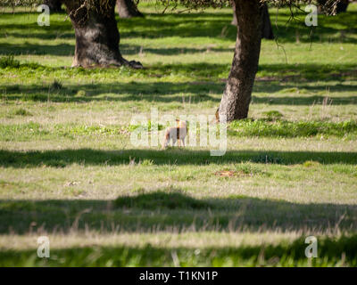 Ein Fuchs (Vulpes vulpes) über die Jagd in den Wald Stockfoto