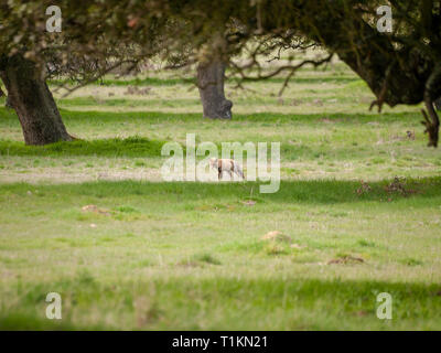 Ein Fuchs (Vulpes vulpes) über die Jagd in den Wald Stockfoto