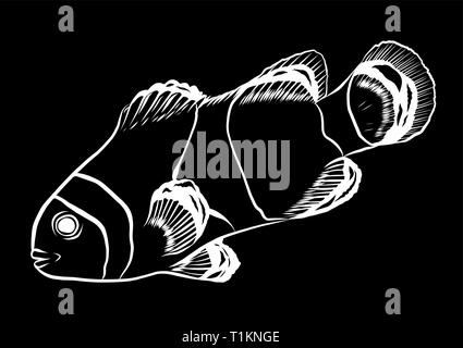 Red Drum, Rotbarsch. Vector Illustration mit raffinierten Details Stock Vektor