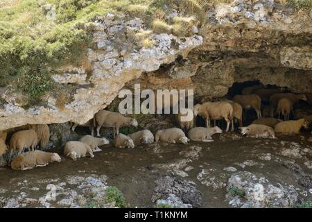 Schafe hütete von heißen Mittag Sonnenschein in einer kleinen Tropfsteinhöhle, Vegas de Sotres (oder Vegas del Toro), in der Nähe von Sotres, Picos de Europa, Spanien. Stockfoto