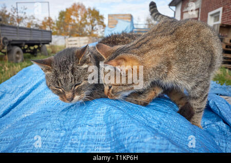 Zwei Kätzchen spielen in einem Garten im Hinterhof, selektive konzentrieren. Stockfoto