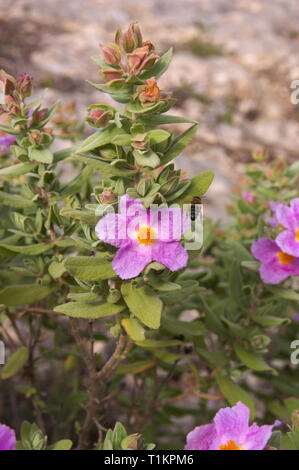 Nahaufnahme eines Bush der weißen Zistrosen (Cistus albidus) in den Wilden mit rosa Blumen an den Enden der Zweige. Stockfoto