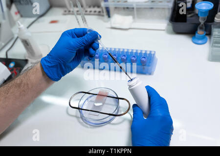 Wissenschaftler vorbereiten Blutprobe für die Forschung am Mikroskop. Die Blutprobe auf Objektträger. Stockfoto