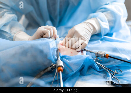 Tierarzt oder Ärzte Chirurgie in der Klinik. Medizin, Haustier, Tiere, Gesundheit und Personen Konzept. Stockfoto