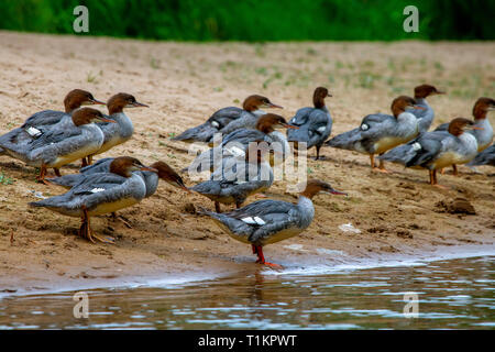 Enten schwimmen im Fluss Gauja. Enten an der Küste des Flusses Gauja in Lettland. Ente ist ein wasservogelabkommens mit einem breiten stumpfen Bill, kurze Beine, Schwimmhäuten und Stockfoto