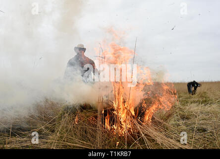 Schilfschneidemaschine Lawrence Watt burns Reed auf der Norfolk Broads in der Nähe von Ranworth, Norfolk. Stockfoto