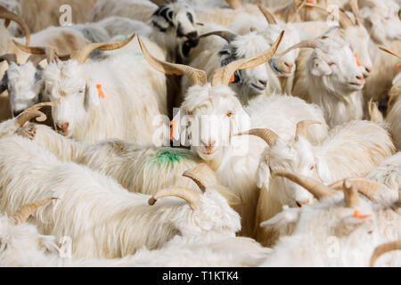 Eine Ziege zwischen vielen Ziegen auf Verkauf in Kashgar Tiermarkt (Provinz Xinjiang, China) Stockfoto