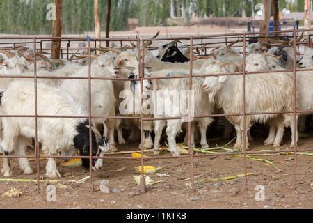 Ziegen hinter einem Zaun, gefangen in Kashgar Tiermarkt (Provinz Xinjiang, China) Stockfoto