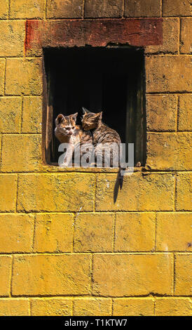 Zwei Kätzchen auf einer Fensterbank eines Gebäudes in der Altstadt von yuanyang County in der Provinz Yunnan, China Stockfoto